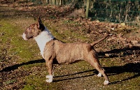 Étalon Bull Terrier Miniature - Oziriss Des jardins de margaux