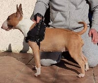 Étalon Bull Terrier Miniature - Perele simone du Royal Belvédère