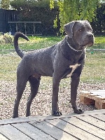 Étalon Cane Corso - Romulus Des Deesses Du Temple