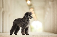 Étalon Caniche - Renatta queen du Moulin de la Terrasse