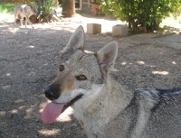 Étalon Chien-loup tchecoslovaque - O'séléna De La Colline De L'Auryana