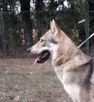 Étalon Chien-loup tchecoslovaque - Nak-otah De La Colline De L'Auryana