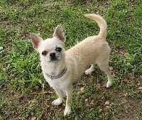 Étalon Chihuahua - headstar Cocorico