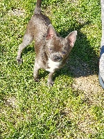 Étalon Chihuahua - (Sans Affixe) Owen