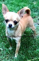 Étalon Chihuahua - Philippine Des Petits Zamours