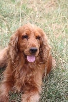 Étalon Cocker Spaniel Anglais - Noris dit nougat (Sans Affixe)