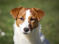 Étalon Jack Russell Terrier - nimble tail Emeraude