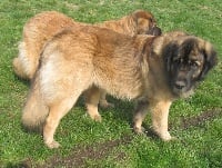 Étalon Leonberger - Hermès d'avensan