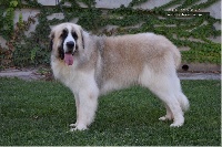 Étalon Mâtin des Pyrenees - CH. Wonder boy de font roja