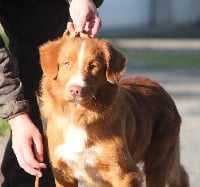 Étalon Retriever de la Nouvelle-Ecosse - bell and fire Ermak