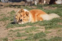 Étalon Shetland Sheepdog - Myrtille des Romarins de Mayerling