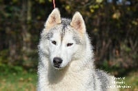 Étalon Siberian Husky - Playing to win hawks of Arctic Wolf Dream 