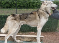 Étalon Siberian Husky - Ity Du Domaine De Mi-loup