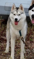 Étalon Siberian Husky - Noraa Naillik's