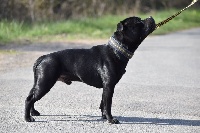 image de Canon ball for samstaff hill