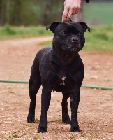 Étalon Staffordshire Bull Terrier - Lolipop black girl du Temple des Gremlins
