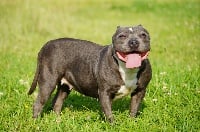 Étalon Staffordshire Bull Terrier - N'jaya (Sans Affixe)