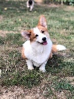 Étalon Welsh Corgi Pembroke - Poupee des Anges d'Héra