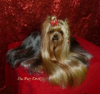 Étalon Yorkshire Terrier - CH. I'm so pretty du Puy Doré