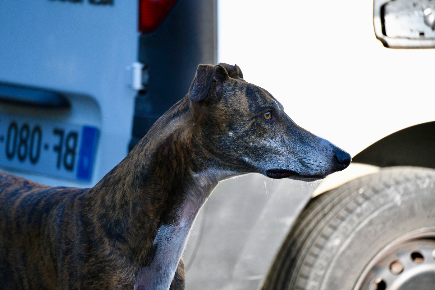 Publication : Des Terres De Moïra Auteur : Maurel Perrine