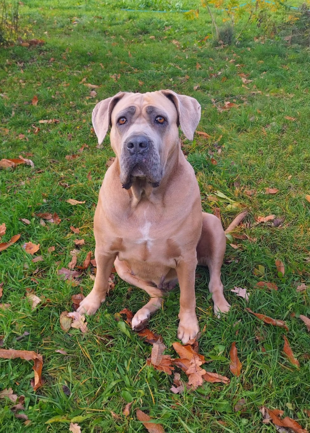 Rhéa Des Seigneurs De Sparte