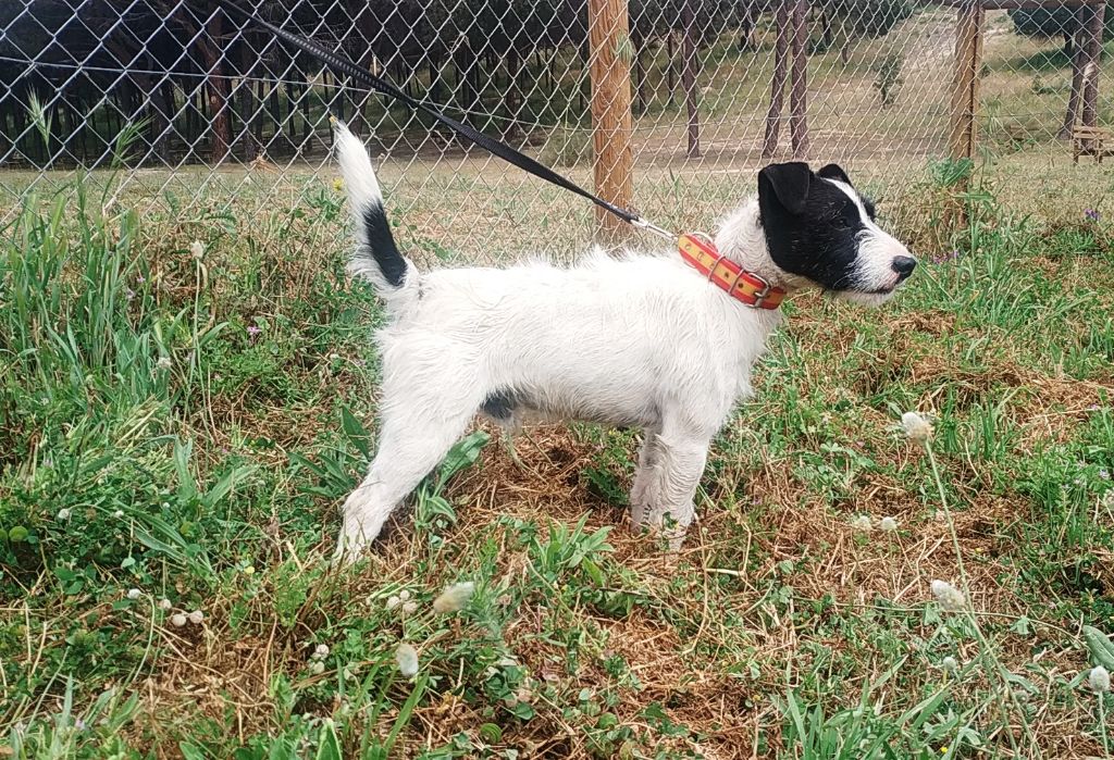 Publication : Las Cárcavas De Batres Auteur : Jose Luis Moreno Cobos