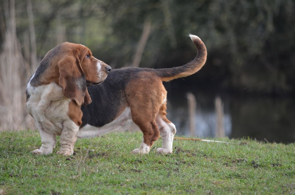 Publication : du Haras de la Vergne Auteur : MASSON