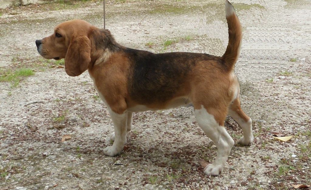 Publication : Du cep d'or 