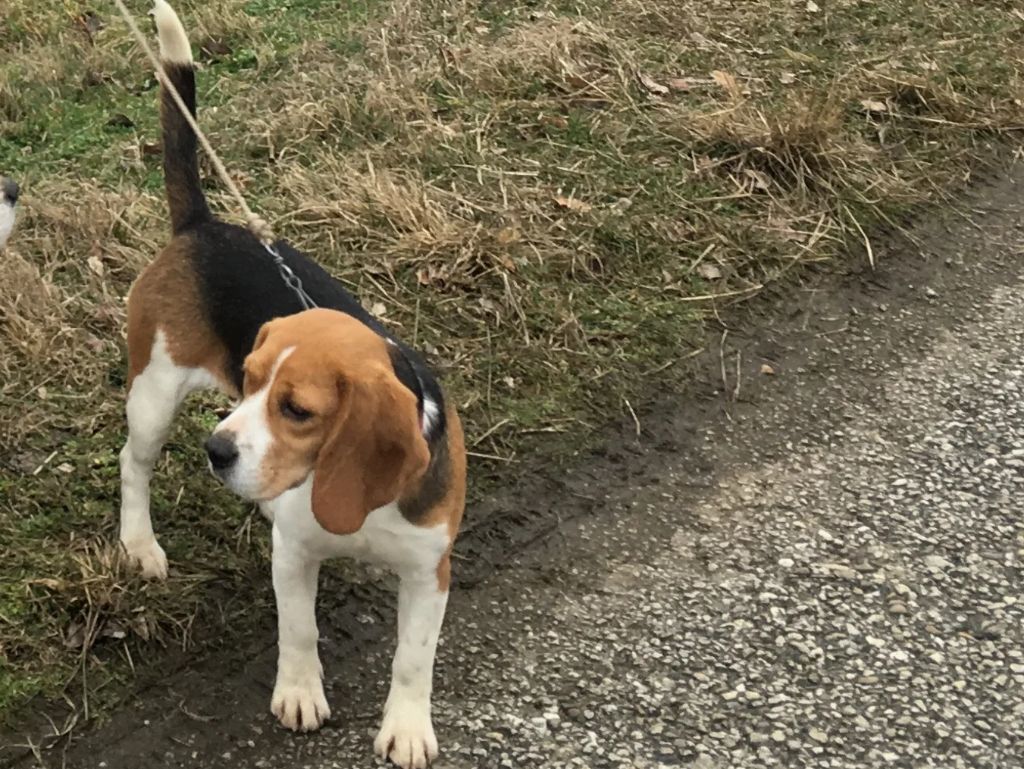 Publication : Du cep d'or