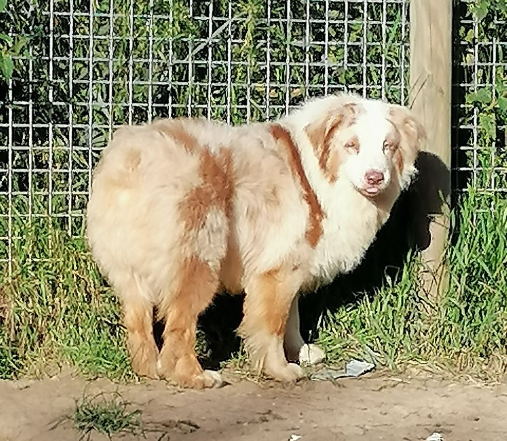 Publication : Arawak'Aussie