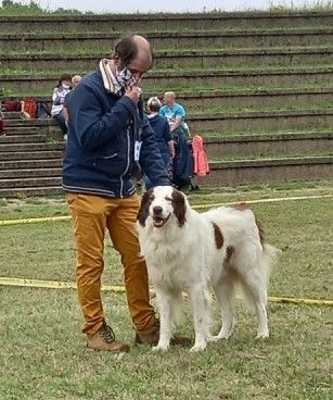 Publication : Mellowfield's Auteur : Jean-Paul CONCHON