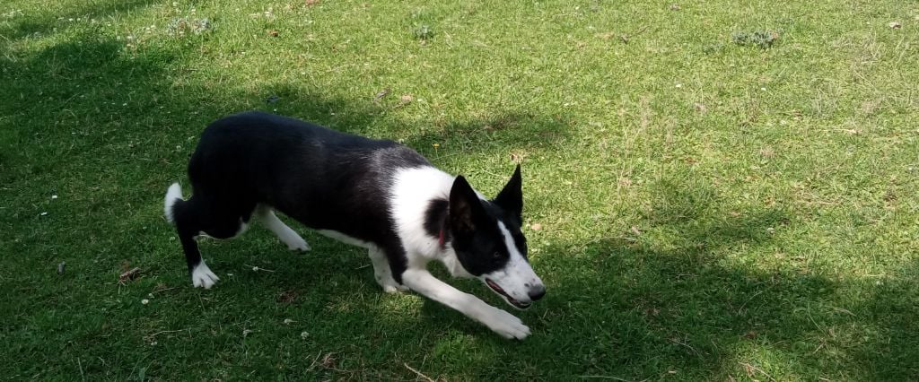 anglesey sheepdogs Rosie