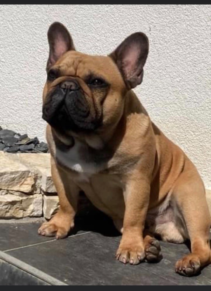 Rhapsody bohemian Of Bully's Leine