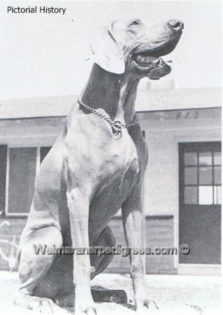 TR. CH. Majestic reichtenstadt's