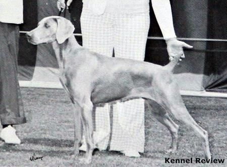 TR. CH. Cameo reichtenstadt's