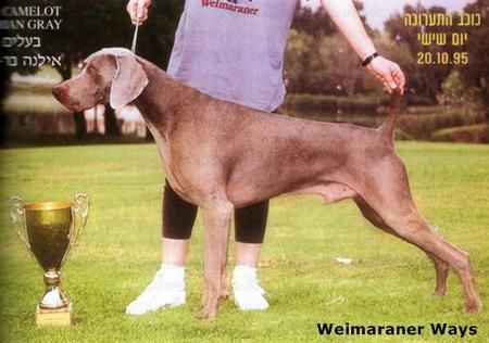 TR. CH. Dorian gray Camelot's