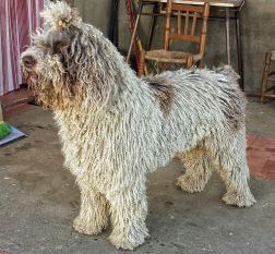 Charro de terre noves