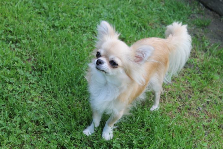 Pin'up Des Gardiens De La Légende