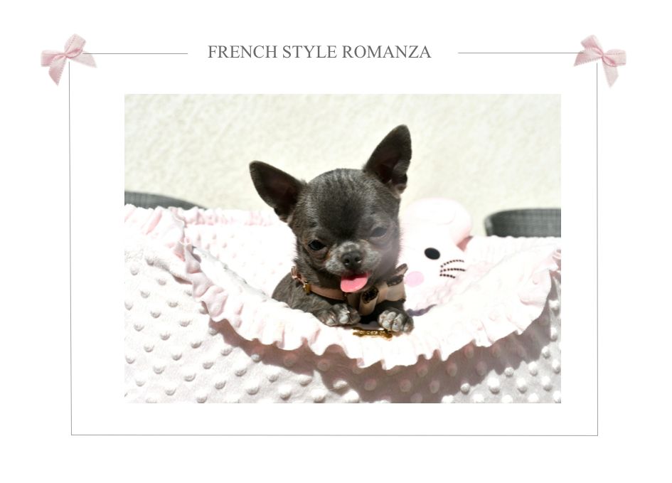 Publication : French Style 