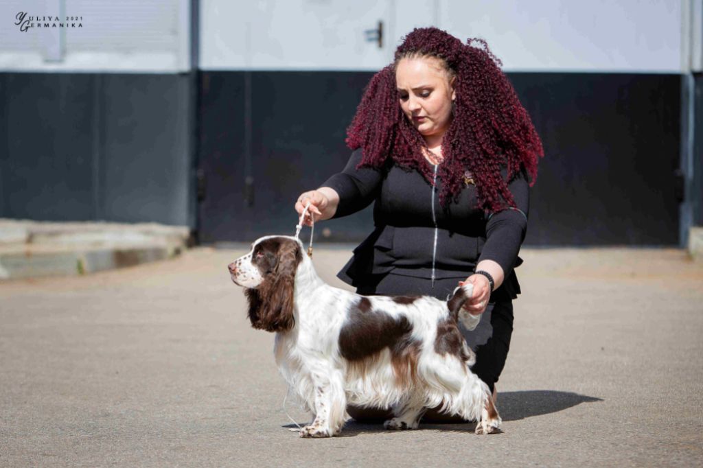 Publication : Traumtall Auteur : Traumtall kennel