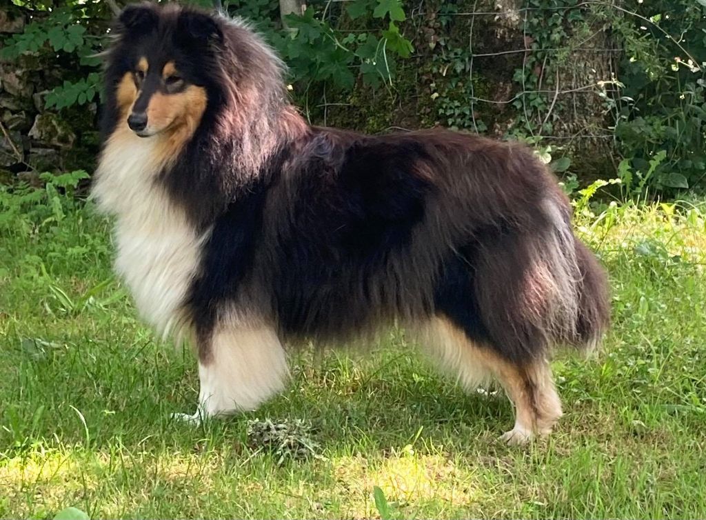 Publication : De L'Odyssée D'Arcadia Auteur : Sandrine Desheraud