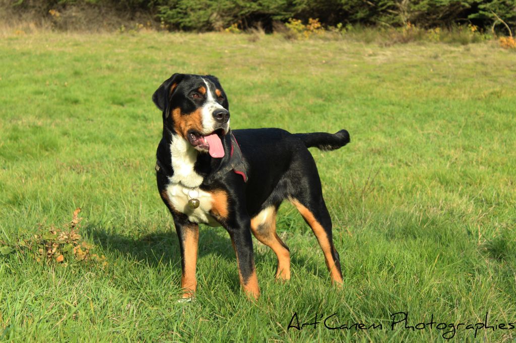 Publication : Des Rives Du Tibre Auteur : Alexia CHERIFI