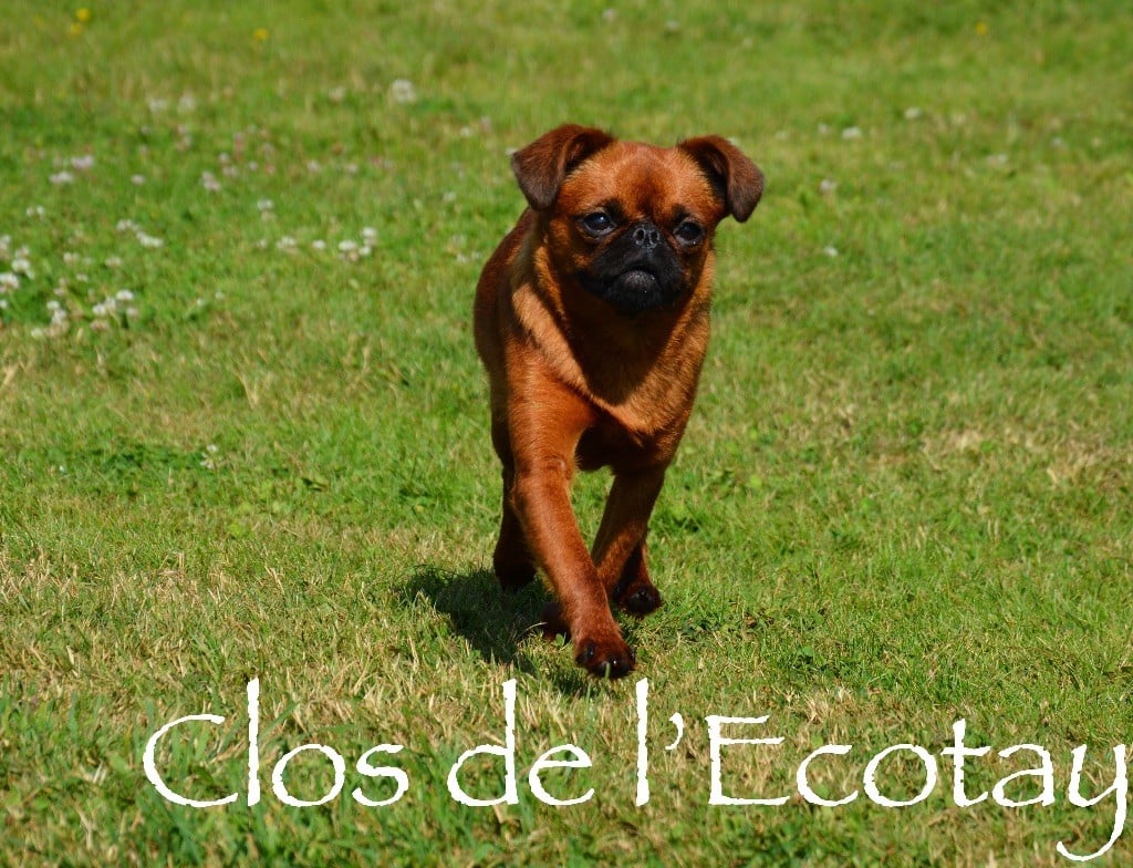 Piper Du Clos De L'Ecotay