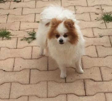 Publication : des Brumes de Rhodanie Auteur : n.conte