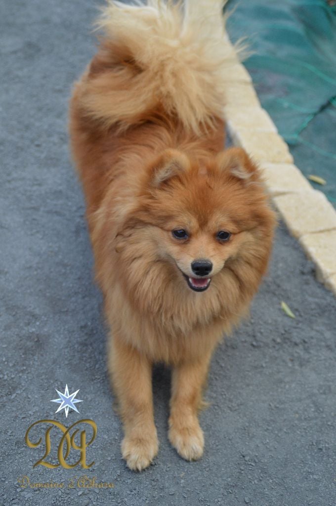 Publication : du mont de la chenaie