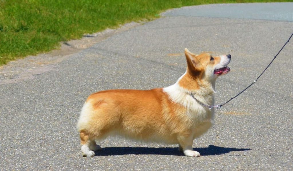 Publication : des Prestiges d'Aranjuez Auteur : NOEL Rosalie