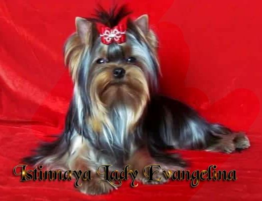 istinnaya lady Evangelina