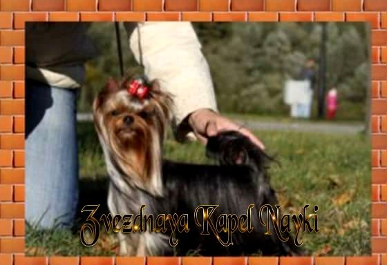 CH. zvezdnaya kapel Nayki