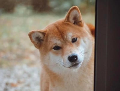 Étalon Shiba - Saori no kiku Go Tsuki To Yama