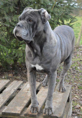 Étalon Cane Corso - Rowen Guardiani di divani